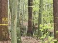 2017-04-25    WYKŁAD :  Gospodarka leśna w Nadleśnictwie DOBRZANY
